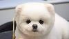 Dog Pet Puppy Pomeranian Grooming Teddy Bear Style