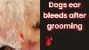 Dogs Ear Bleeds After Grooming A Cavapoo Groom And An Update On The Biting Dog Lana Clipper Vac