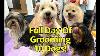 Grooming 10 Dogs In One Day