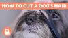 How To Cut A Dog S Hair Basic Grooming Tutorial