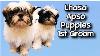 Lhasa Apso Puppies 1st Groom Grande Style Pet Grooming In Tampa In The Northdale Carrollwood Area