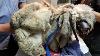 The Worst Case Of Matted Fur He Was Found Underneath A Bush Dirty Scared Of Everyone U0026 Everythin